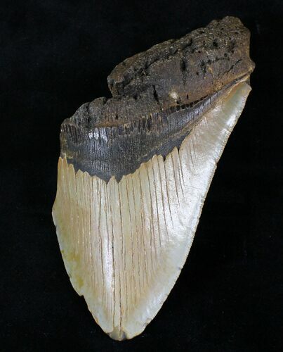 Partial, Serrated Megalodon Tooth - North Carolina #21656